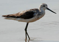 Common Greenshank