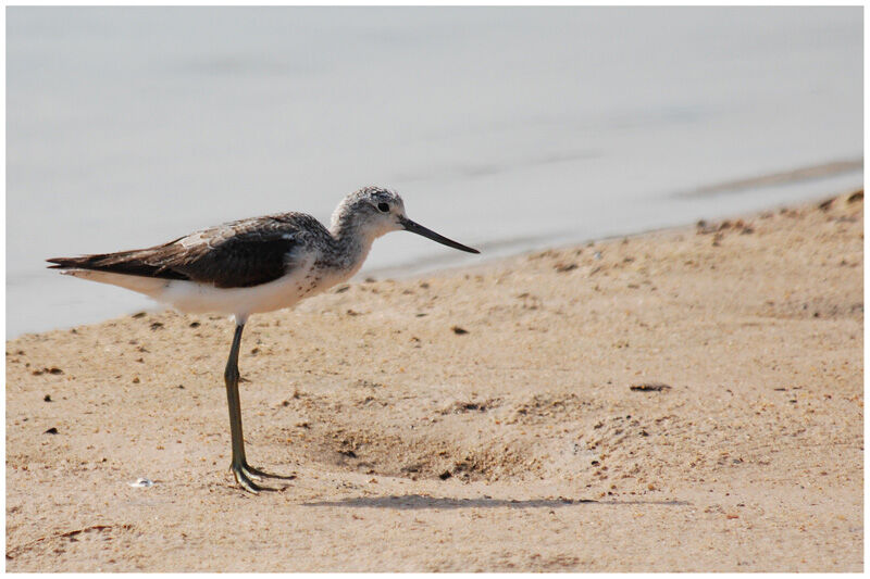 Common Greenshankadult