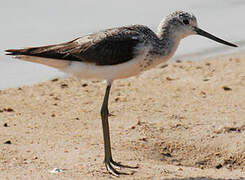 Common Greenshank