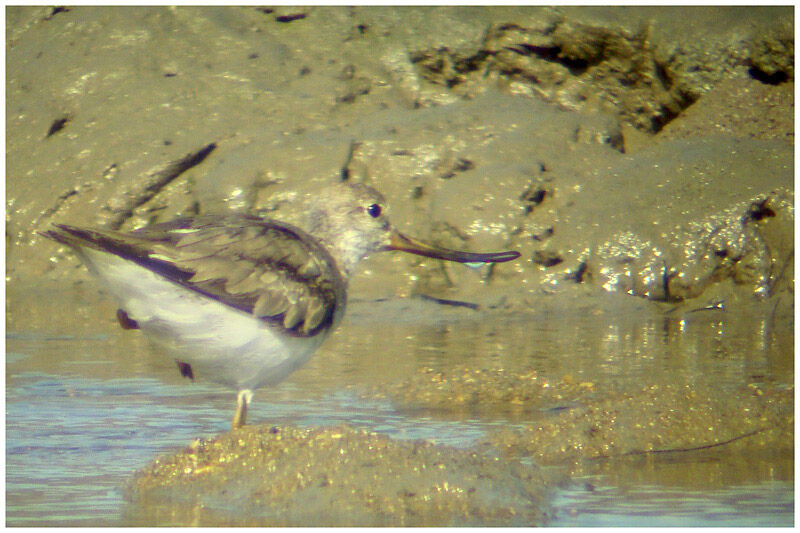 Terek Sandpiperadult post breeding