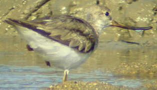 Terek Sandpiper