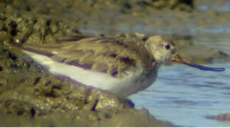 Terek Sandpiper