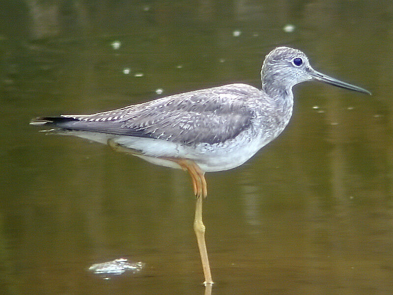 Greater Yellowlegs