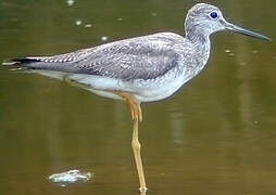 Greater Yellowlegs