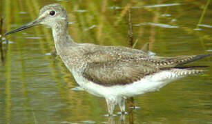 Greater Yellowlegs