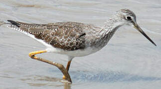 Greater Yellowlegs