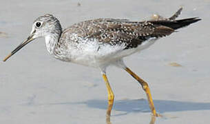 Greater Yellowlegs