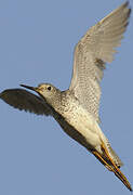 Greater Yellowlegs