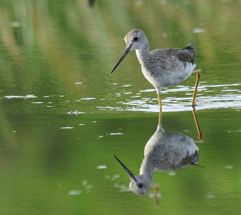 Greater Yellowlegsadult, identification