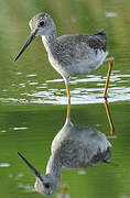 Greater Yellowlegs