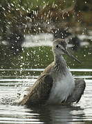 Greater Yellowlegs