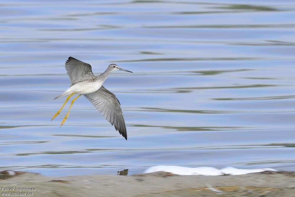 Greater Yellowlegsadult post breeding, Flight