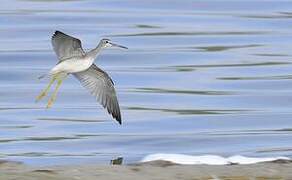 Greater Yellowlegs