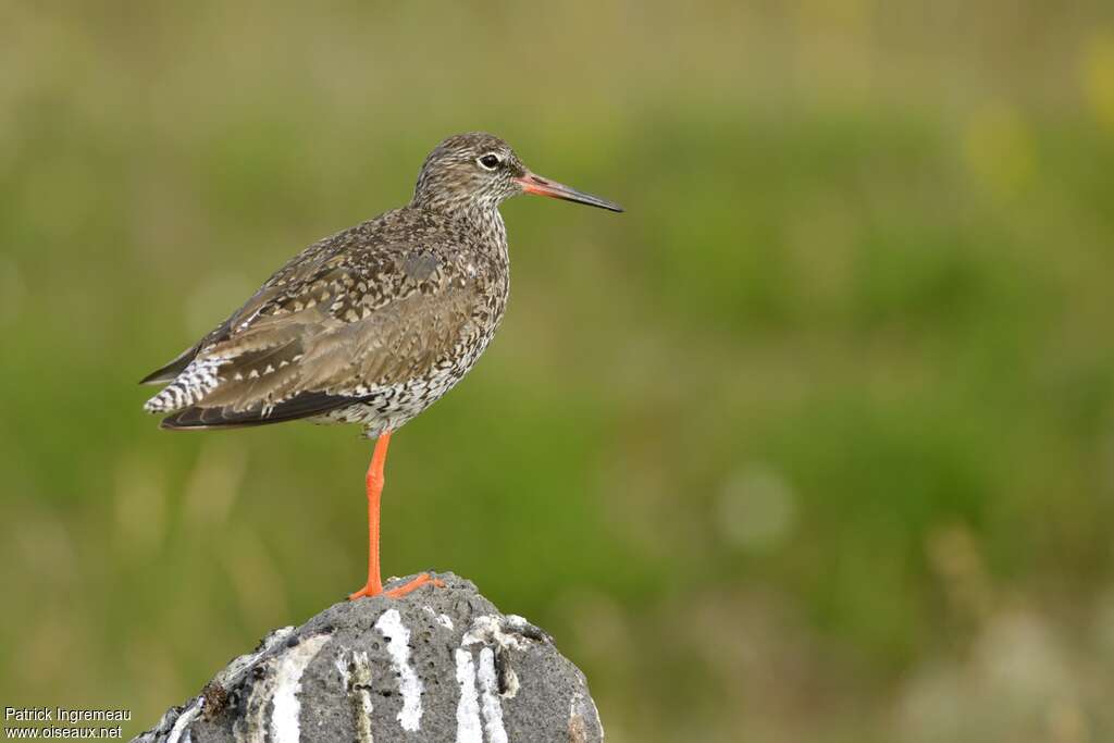 Common Redshankadult