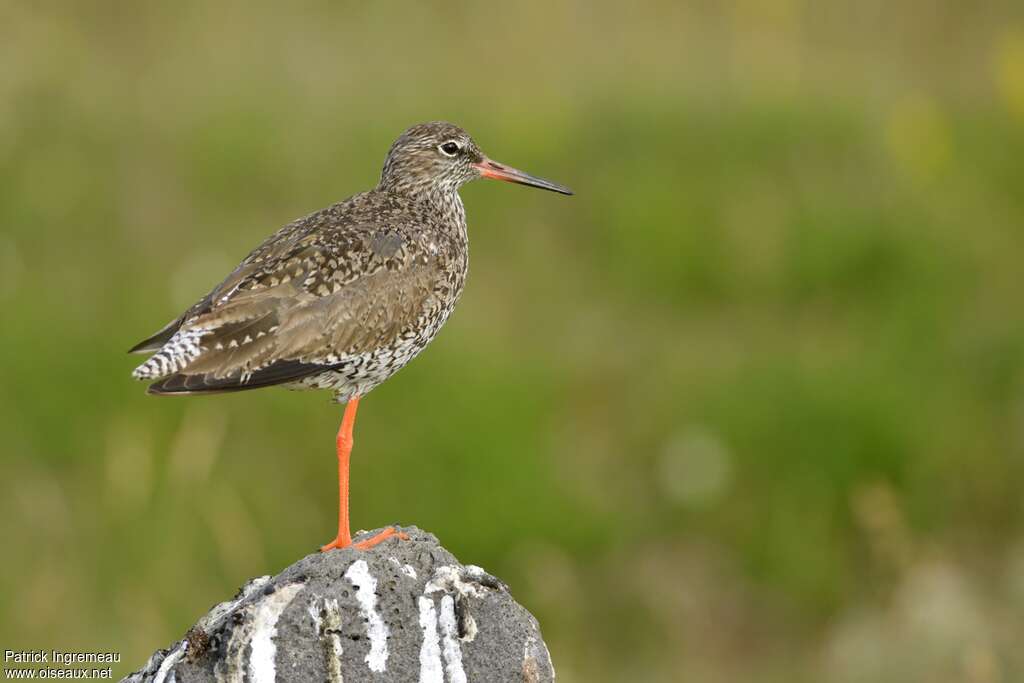 Common Redshankadult