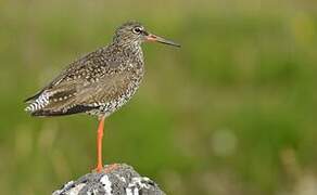 Common Redshank