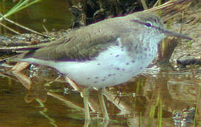 Spotted Sandpiper