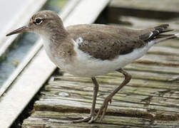 Spotted Sandpiper