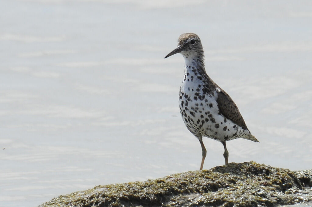 Spotted Sandpiperadult breeding