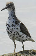 Spotted Sandpiper