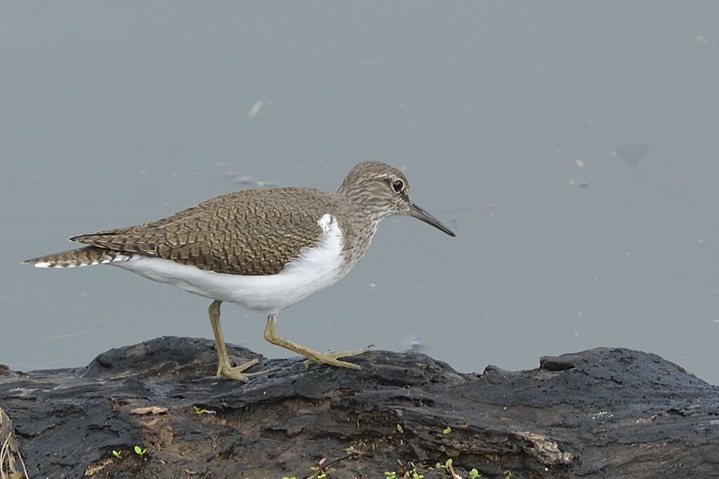 Common Sandpiperadult post breeding