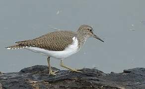 Common Sandpiper