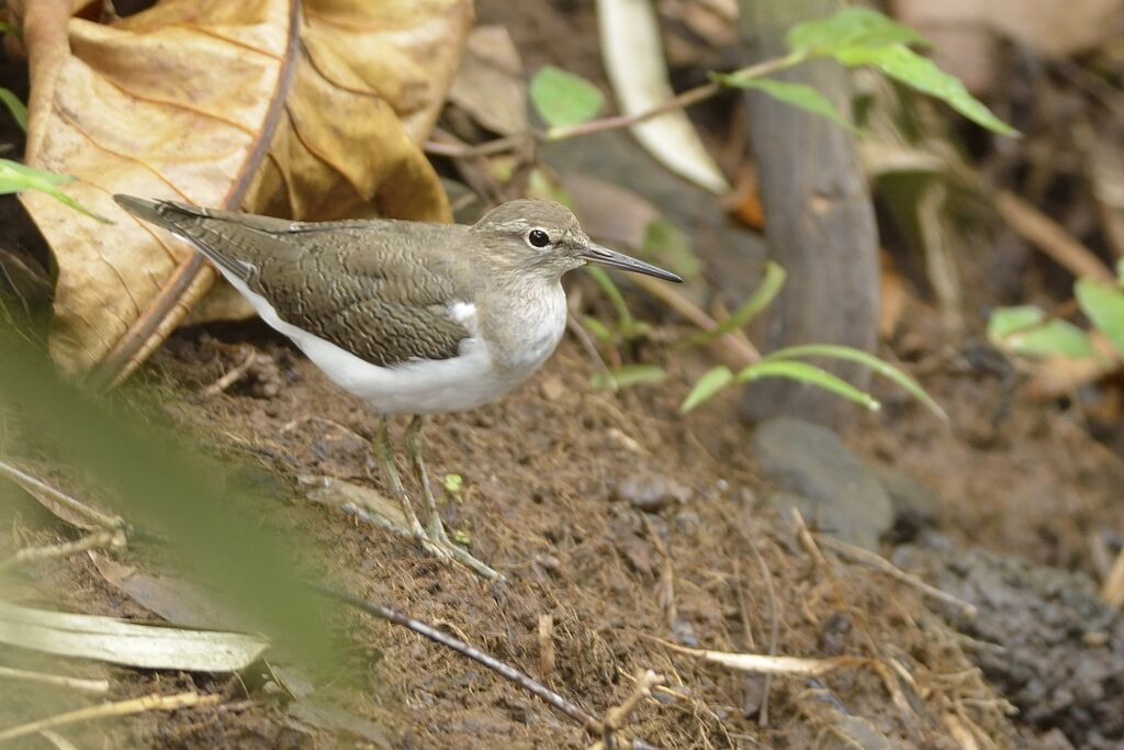 Common Sandpiperadult post breeding