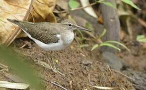 Common Sandpiper