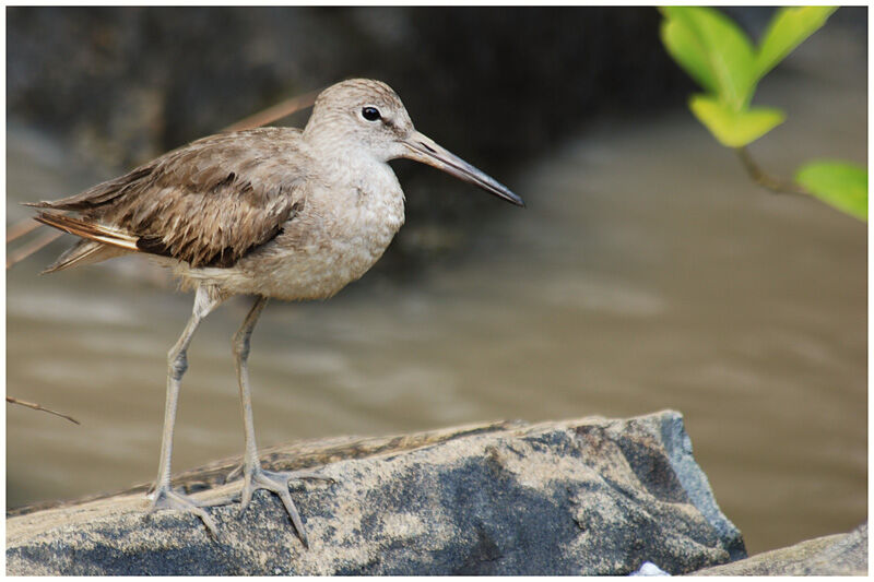 Willetadult post breeding