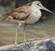 Willet