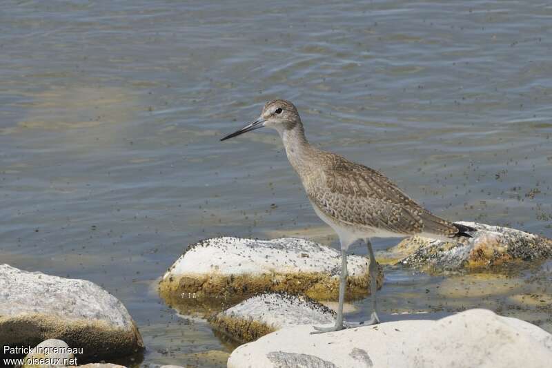 Willetjuvenile, identification