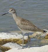 Willet