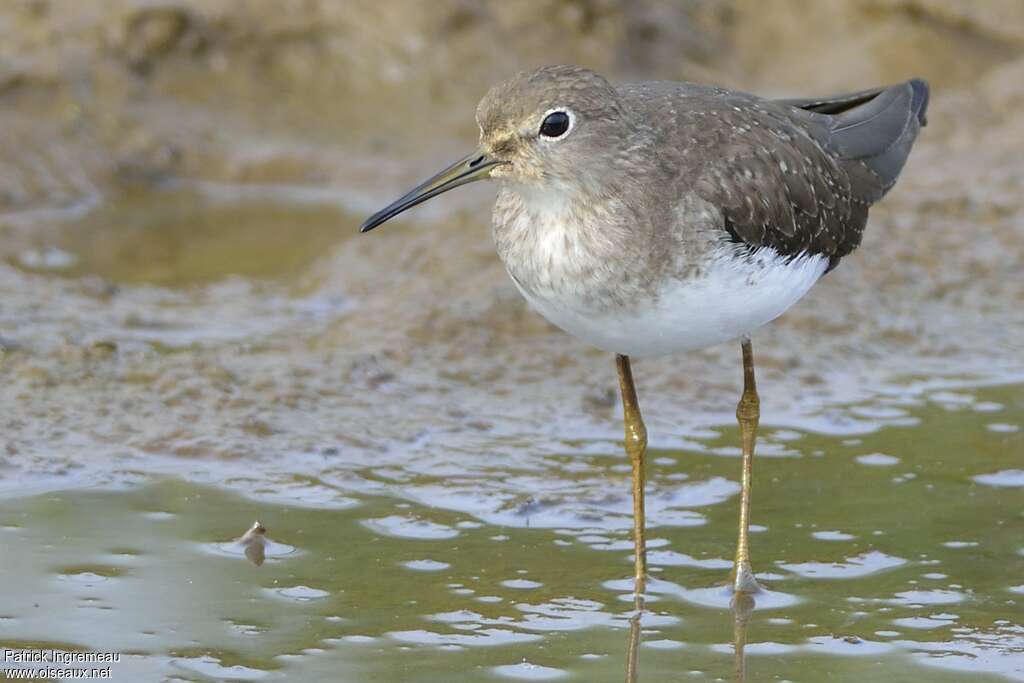 Solitary Sandpiperadult post breeding, close-up portrait