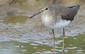 Solitary Sandpiper