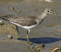 Solitary Sandpiper