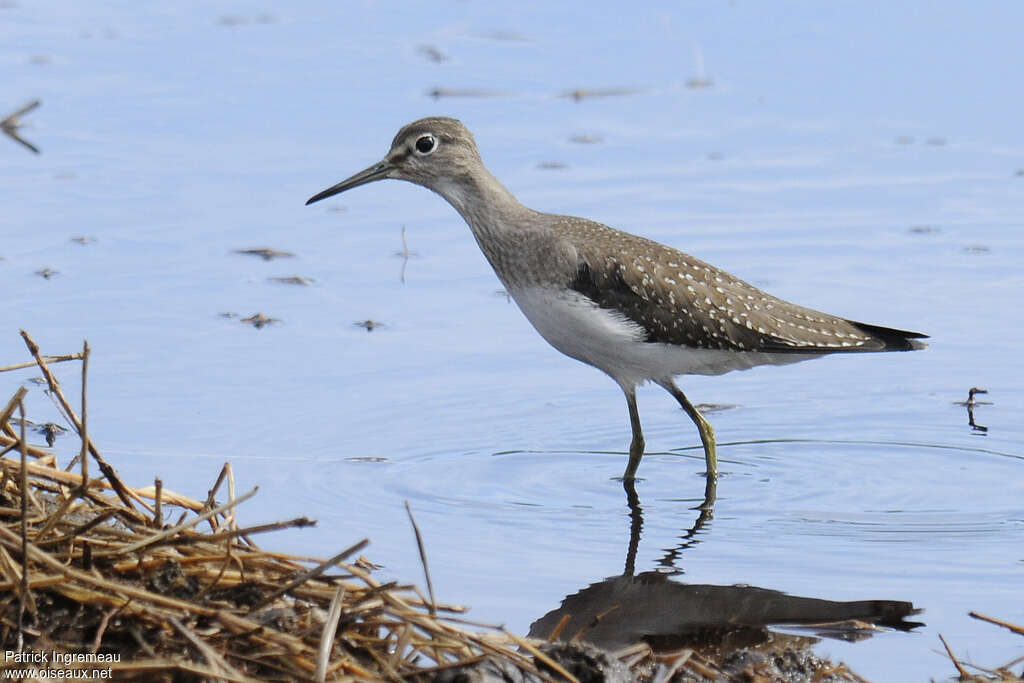 Solitary Sandpiperadult transition, identification