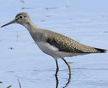 Solitary Sandpiper