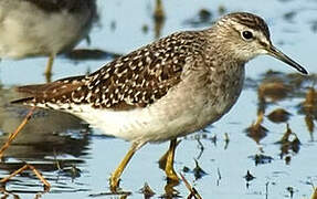 Wood Sandpiper