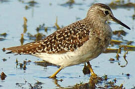 Wood Sandpiper