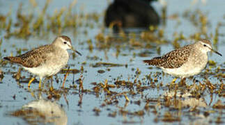 Wood Sandpiper