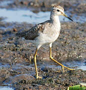 Wood Sandpiper