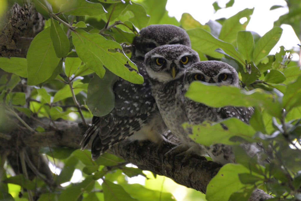 Spotted Owlet