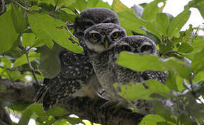 Spotted Owlet