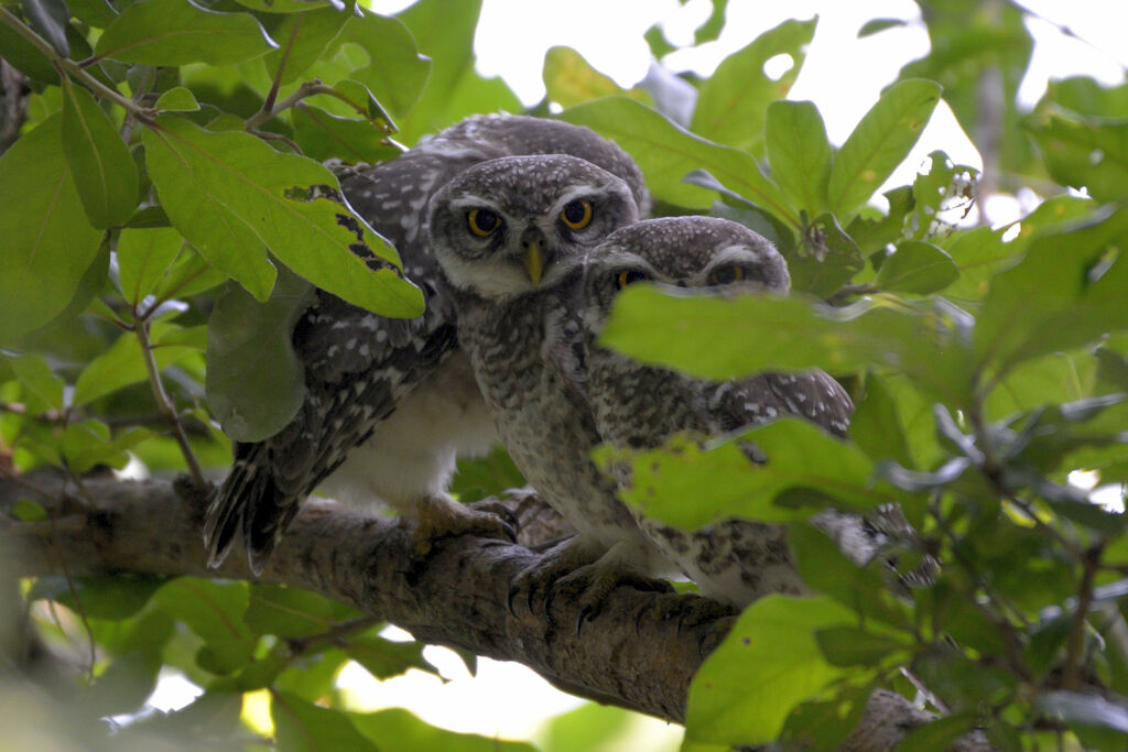 Spotted Owlet