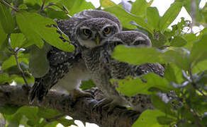 Spotted Owlet