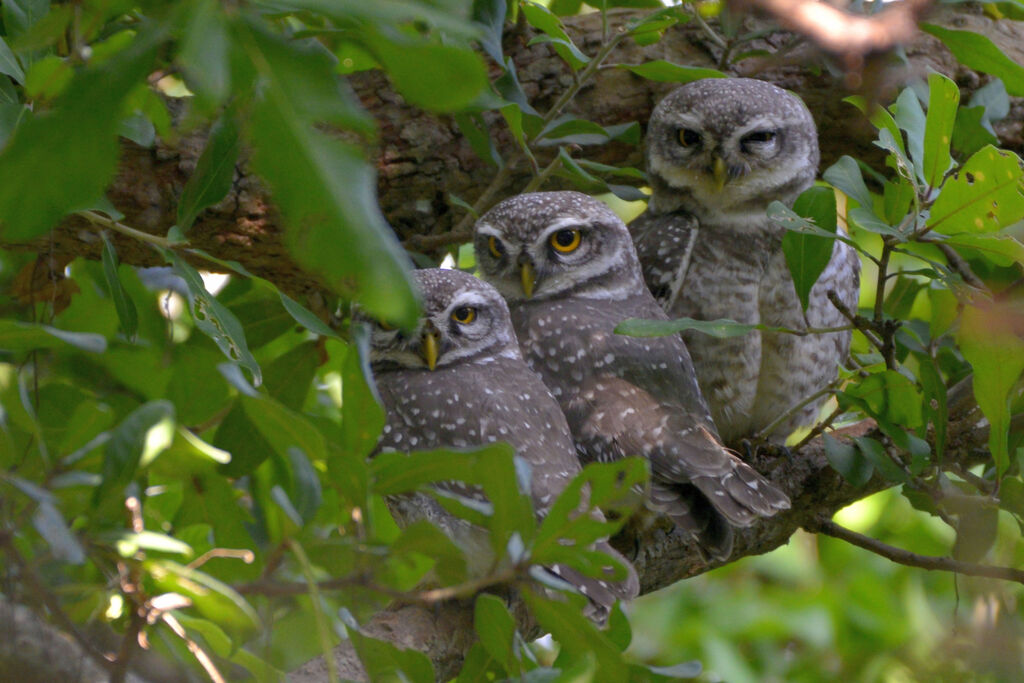 Spotted Owlet