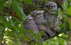 Spotted Owlet