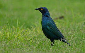 Cape Starling