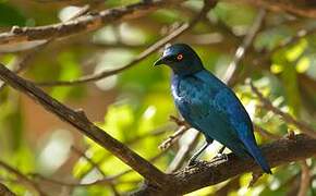 Cape Starling