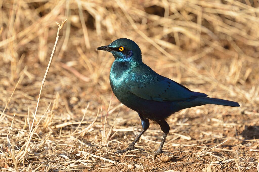 Choucador à oreillons bleusadulte